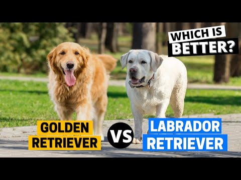 Video: Ist Golden Retriever ein Labrador?