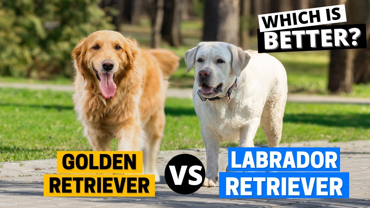 are labradors and golden retrievers the same dog