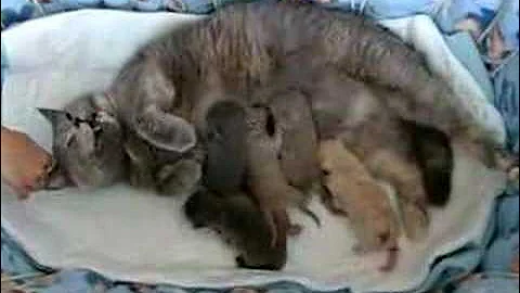 Video 10739991: cattery british, british kitten, food fight