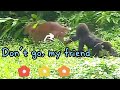 D&#39;jeeco Family|Gorilla|Taipei zoo|Tayari plays in the puddle and teases Iriki