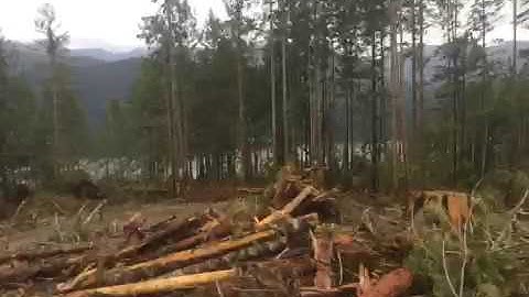 Deere 2554 processor, Handy Creek BC