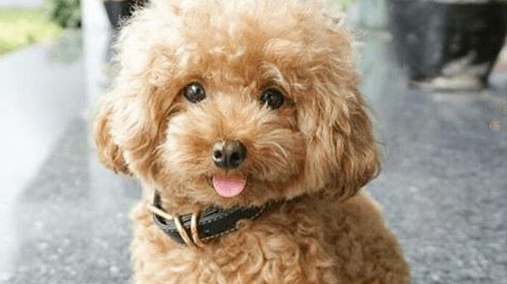 Giống chó toy poodle giá bao nhiêu năm 2024