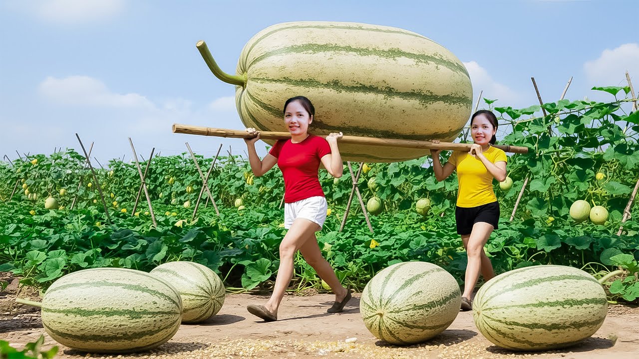 500 Days Harvesting 1000Kg Giant Cantaloupe Go to Market Sell  | Teu Harvesting