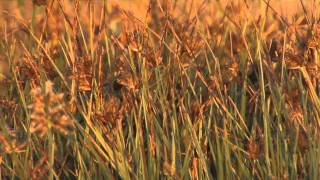 Laguna De La Nava Ii