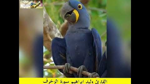 القران الكريم سورة الزخرف القارئ وليد ابراهيم