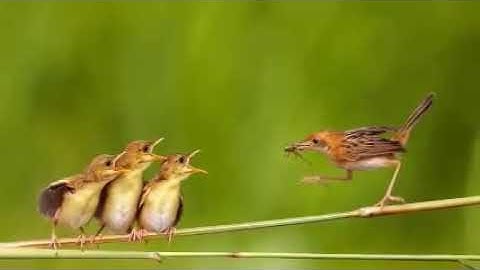 قرآن كريم سورة الأنعام الشيخ ناصر القطامي