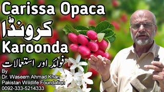 Karonda Cranberries Health Benefits | Karonda Fruit Tree | Karonda Fruit Benefits | Carissa Opaca