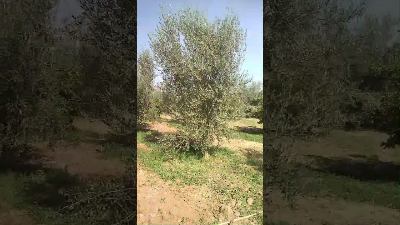 مزرعة للبيع نواحي مدينة مراكش .المغرب معلومات أكثر. وكالة رشا العقارية 212648700333  