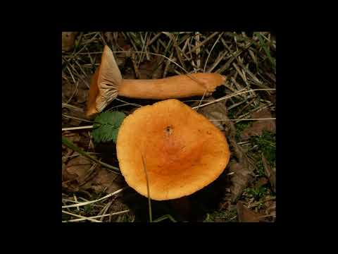Video: Wat is aurantiacus in Latyn?