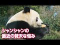 シャンシャンの大きすぎるおやつは贅沢な悩み？（2023/12/24）