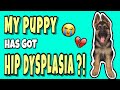 Hip Dysplasia Dog | Whats Wrong With My Puppy?