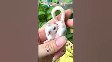 Báo giá sóc bay úc Platmosaic ngày 18/8/2022 (Trại sóc bay úc Heo Xinh - Bình Dương)