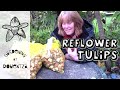 How to Make Tulips Come Back & Repeat Flower