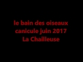 Le bain des oiseaux