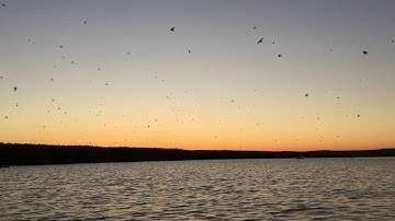 Goose Island Swallows 4