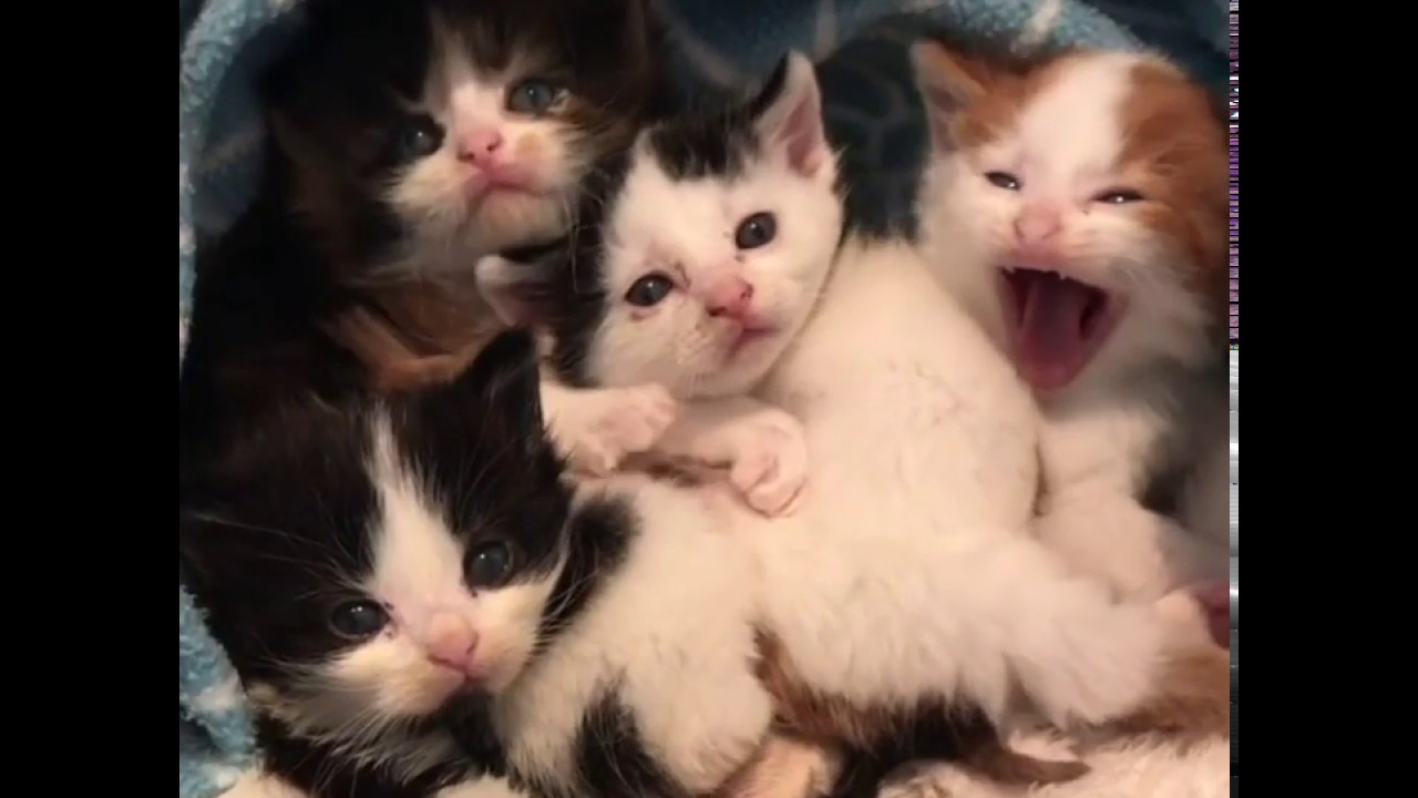 kitties rescued from trash bin, now thriving in foster care catalog