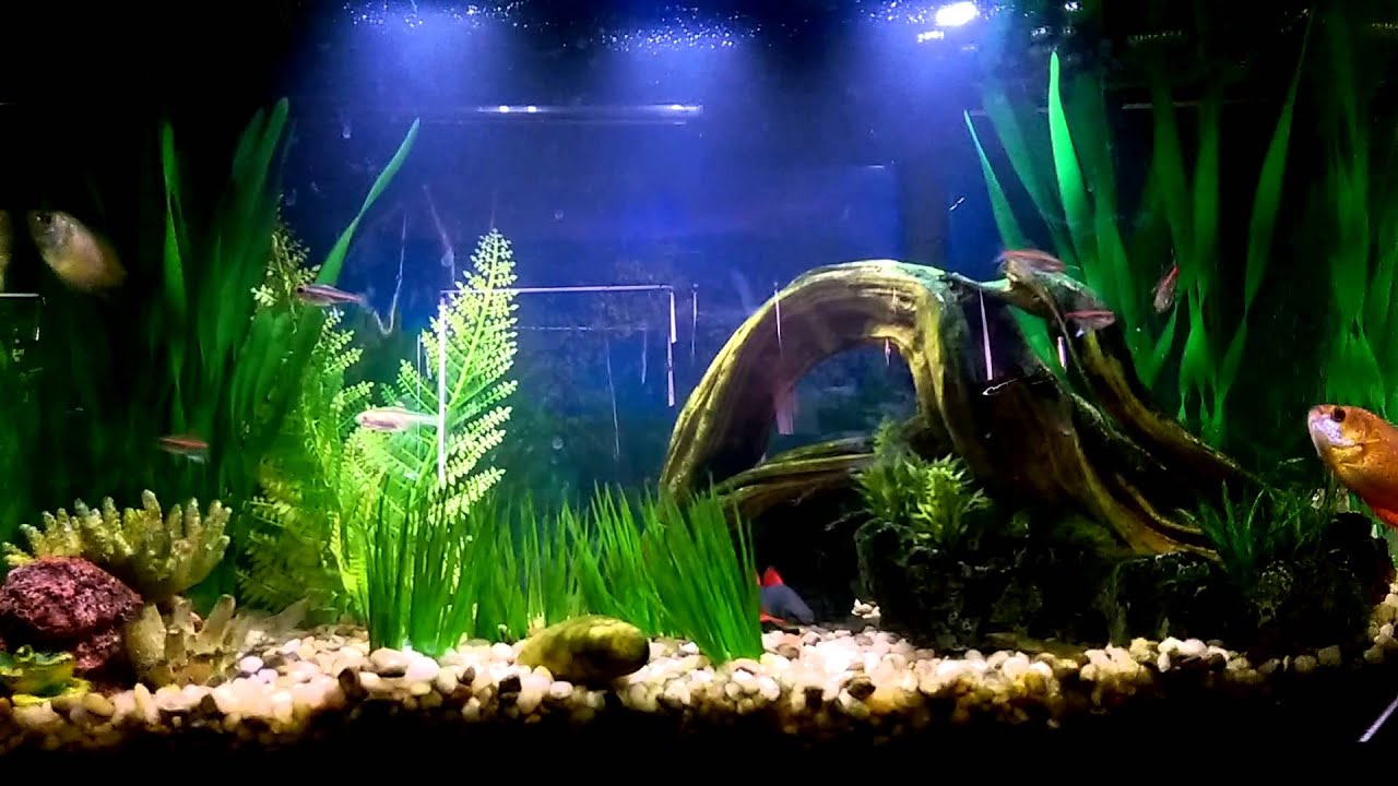 camera iphone 8 plus apk My little aquarium