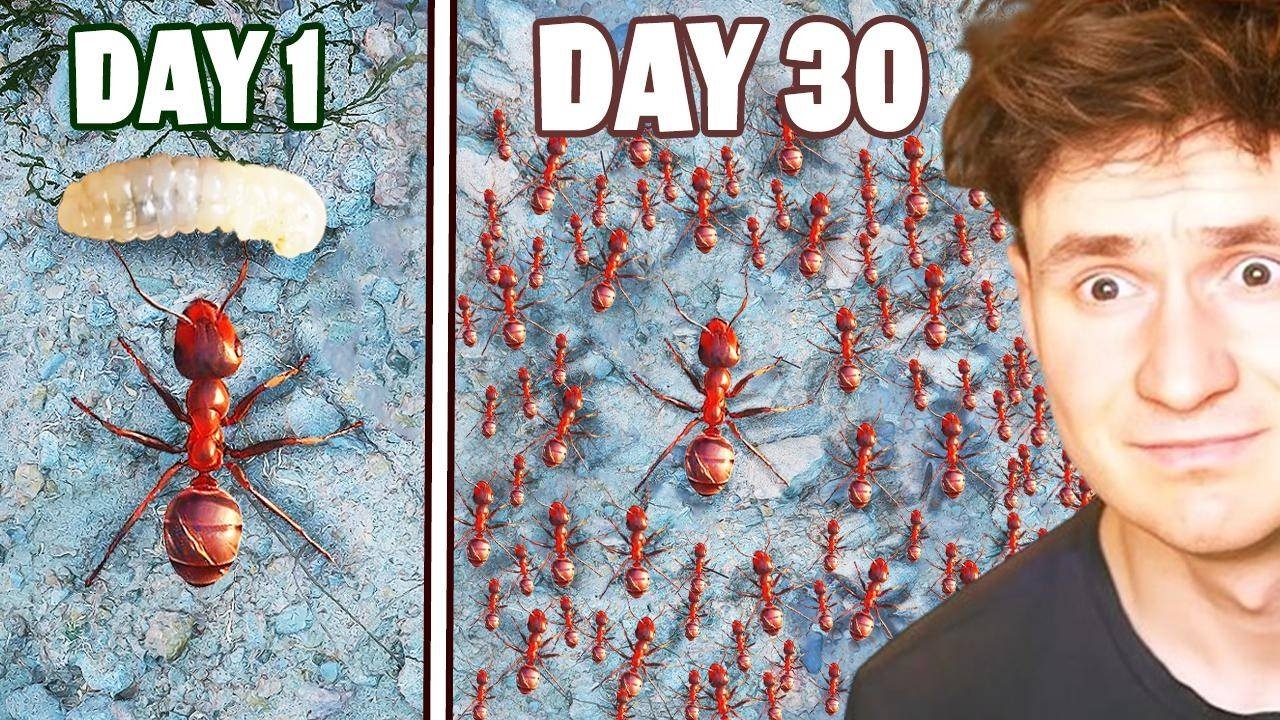 I Built a MAX SIZE ANT COLONY! (Empire of Ants) - YouTube