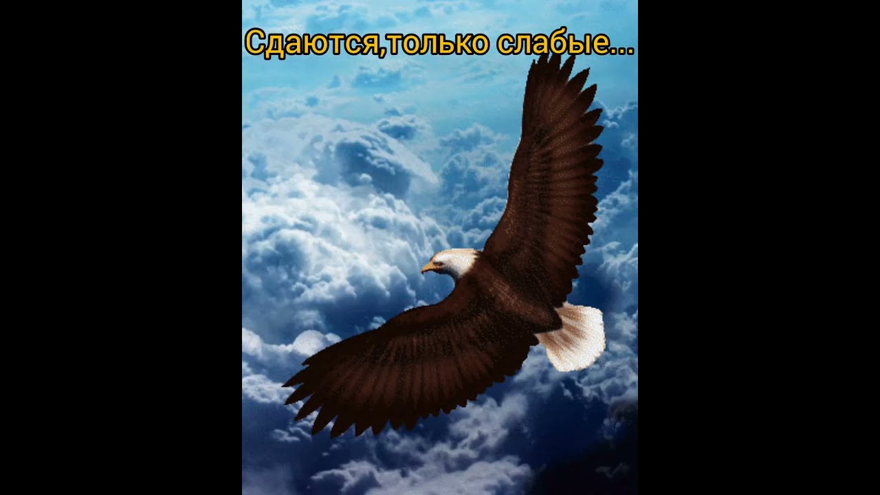 Картинки Парящего В Небе Орла