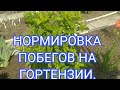 НОРМИРОВКА ГОТЕНЗИЙ В ИЮНЕ 💐