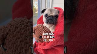 Times when my PUG gave me ✨SASS✨ #pug #dog #funny