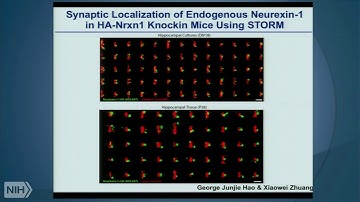 The molecular logic of synapse formation in the brain