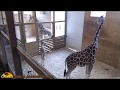 Tuesday Giraffe Cam (5-16-17)