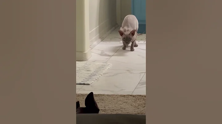 Video 8711251: sphinx hairless cat, hairless dog, scared cats