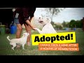 Chance gets adopted after 12 months of rehabilitation americanbulldog