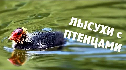 Лысухи показали птенцов!