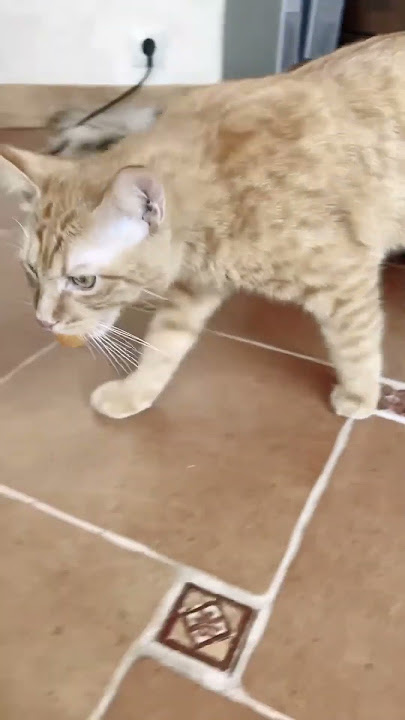 Simba is sad 😿 #cat #simba #shorts