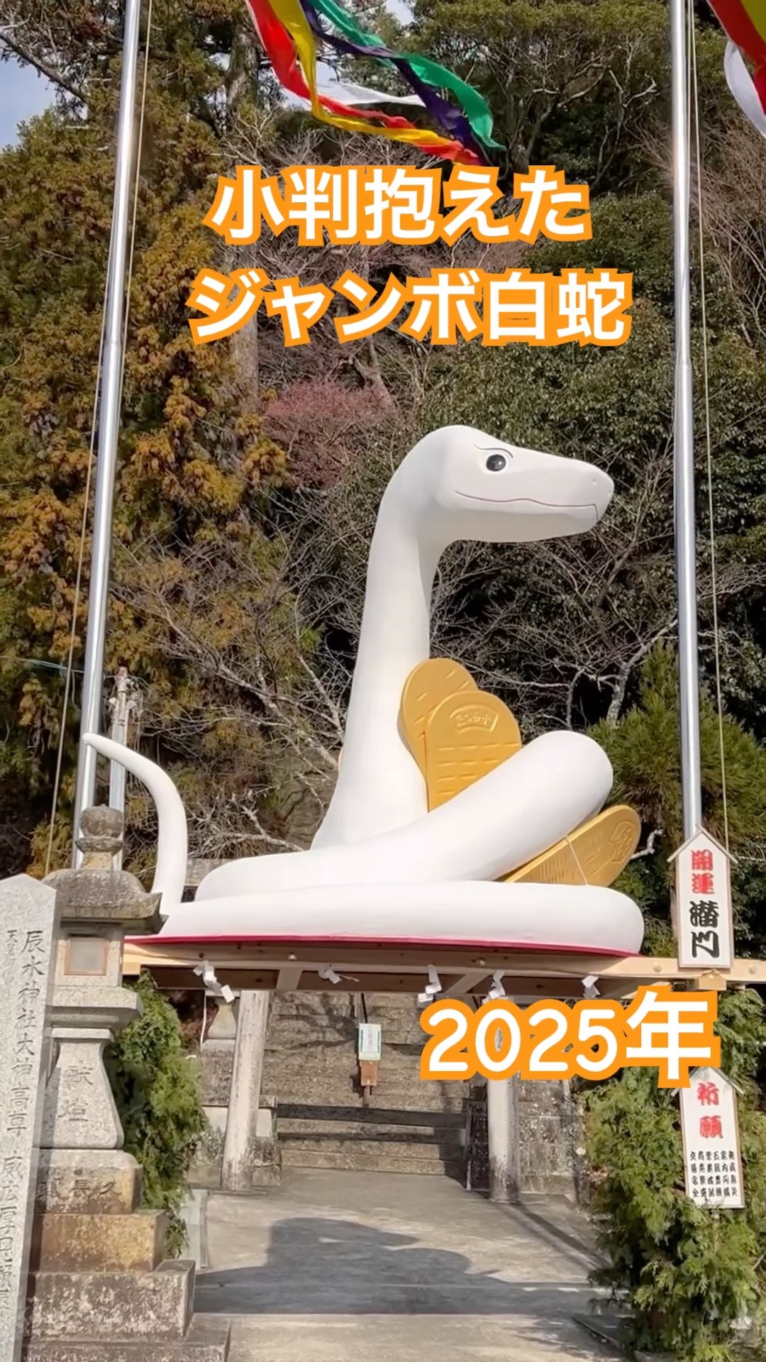白☆蛇 ジャンボ白蛇 辰水神社 ・Happy 