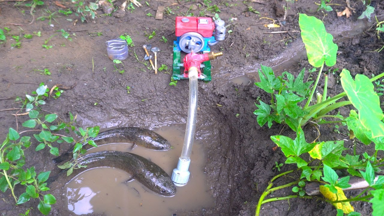 Catch Fish From Field Using Mini Water Pump - Fishing Exciting Mini ...