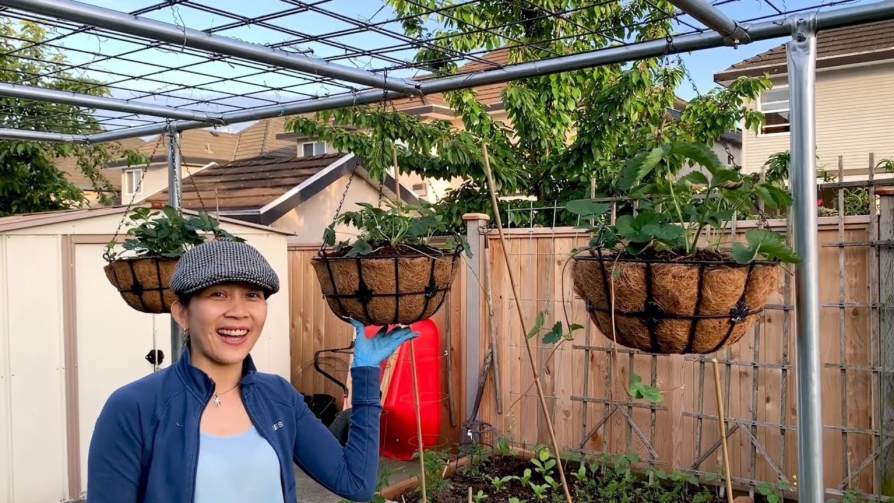 Cách Làm Giàn Bầu Bí Chắc Chắn Đơn Giản Dể Làm & Trồng... - youtube