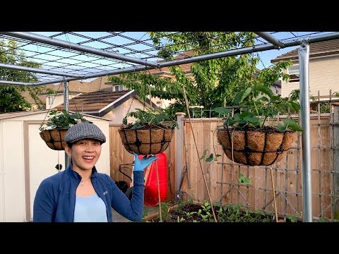Video Cách Làm Giàn Bầu Bí Chắc Chắn Đơn Giản Dể Làm & Trồng... - youtube