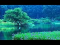 Relaxing Music for Sleep, Meditation Nature Video