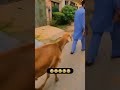 Pyar main dhoka 😜 | #Shorts #comedy #funny #ytvideo #YtShorts #youtubeshorts