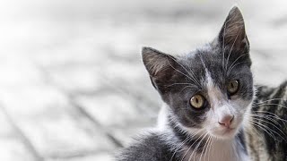 Unveiling the Enigmatic World of Cats: 10 Astonishing Revelations You Need to Know!