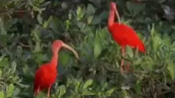 Trinidad & the Scarlet Ibis | Wild Caribbean | BBC Studios