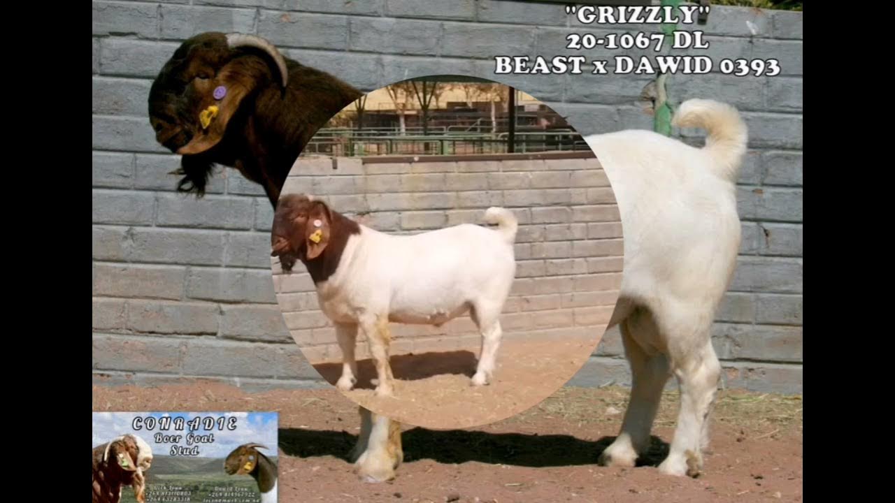 CONRADIE BOER GOAT STUD YouTube