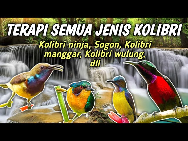 Terapi suara air untuk semua jenis burung Kolibri agar cepat bunyi gacor - TERAPI BURUNG class=