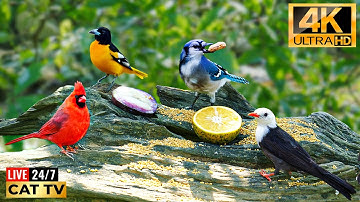 🔴 24/7 LIVE: Cat TV 😻 Little Birds Enjoying Food on a Beautiful Day 4K 🐦 Bird TV for Cats to Watch