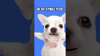 pibbleh #pug #cute #funny #filter #flyingguy382 #shorts