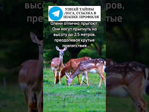 Олени отлично прыгают #олени #олень #животные #лес #природа