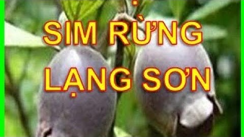 Quả sim rừng cây Hoa Mua ngâm rượu