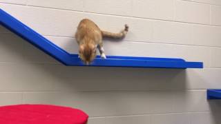 Move-in day at the Porter County Animal Shelter