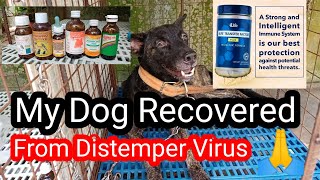 MY DOG RECOVERED FROM DISTEMPER VIRUS!