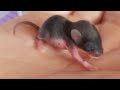 Saving a baby mouse