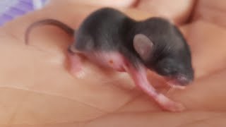 Saving a baby mouse