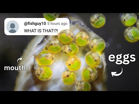 Fish Room Breeding Breakthroughs: Latest Updates and Progress